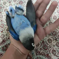 کتوله|پرنده|بیرجند, |دیوار