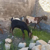 ۲عدد بز و بزغاله ۲قلو زا شیری