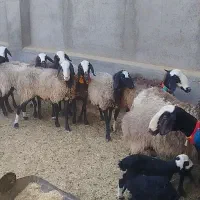 فروش میش شال اصیل|حیوانات مزرعه|اردستان, |دیوار