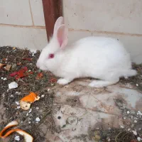 خرگوش سفید چهارماهه