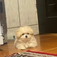 سگ شیتزو|سگ|مرودشت, ژیان|دیوار