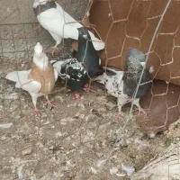 چهارتانرگرفتنی