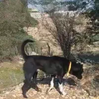 سگ صحرایی|سگ|سعدآباد, |دیوار