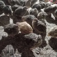 فروش بلدرچین اصل وارمین|حیوانات مزرعه|اطاقور, |دیوار