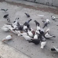 کبوتر سینه وتک پر وطوقی