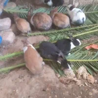 خرگوش بزرگوکوچک