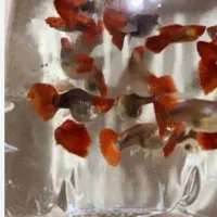 اکواریوم امیر|ماهی|اردبیل, |دیوار