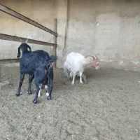 بز کهره دار|حیوانات مزرعه|شیراز, داریون|دیوار