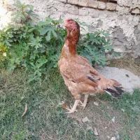 مرغ لاری نژاد افغان