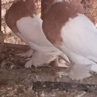 طوقی|پرنده|مبارکه, |دیوار