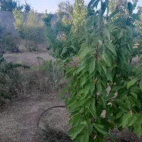 فروش زمین ۱۰۰۰ متری در تبادکان