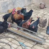 مرغ خوب|حیوانات مزرعه|قم, جمکران|دیوار