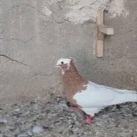 طوق زرد نر|پرنده|مرودشت, رودبال|دیوار