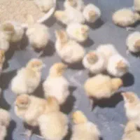 جوجه بیوتی ۶