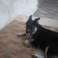 سگ گمشده|حیوانات|سرخرود, |دیوار