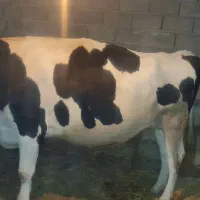 گاوهلشتاین