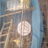 عروس هلندی|پرنده|کنگاور, |دیوار