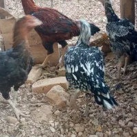 فروش مرغ وخوروس|حیوانات مزرعه|دماوند, گیلاوند|دیوار