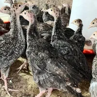 گلپایگانی ۳۵روزه