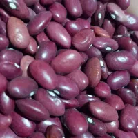 لوبیا قرمز و سفید کاملا ارگانیک|خوردنی و آشامیدنی|بهشهر, |دیوار