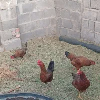 مرغ|حیوانات مزرعه|بم, |دیوار