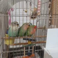 طوطی برزیلی