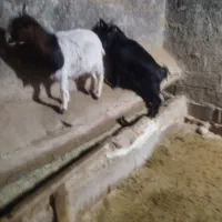 دوعددبز|حیوانات مزرعه|شیرین‌سو, |دیوار