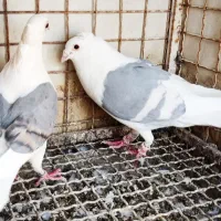 کبوتر دوکت|پرنده|فیروزآباد (فارس), |دیوار