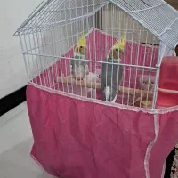 فروش،عروس هلندی شازند