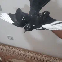 کبوتر|پرنده|سبزوار, قلعه‌نو دهزار|دیوار