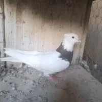 توقی سیاه