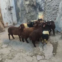 بره نروماده