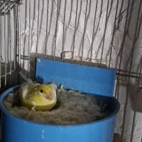 قناری مولد نروماده وسهره کلبسر