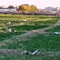 زمین کشاورزی در کریم آباد نزدیک بافت شهری