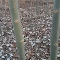 فروش کبودوصنوبر به جای دلال بیاازمن ارزون بخر|گل و گیاه طبیعی|میاندوآب, |دیوار