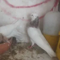 طوقی|پرنده|مسجد سلیمان, |دیوار
