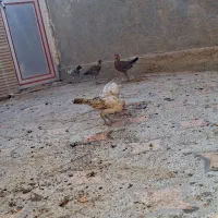 ۶ تا جوجه محلی