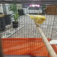 قناری مست مست شلاقی|پرنده|مشکین‌دشت, |دیوار