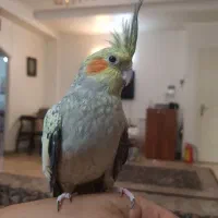 یک جفت عروس هلندی