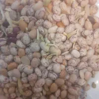 لوبیا چیتی|خوردنی و آشامیدنی|فارسان, |دیوار