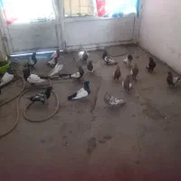 کبوتر سینه سیاه