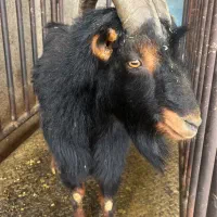 گوسفند زنده نابی