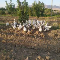 غوغاز درجه یک