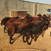 گوس فند آبستن قزل افشار