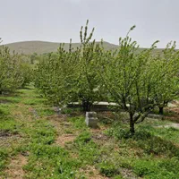 فروش  باغ صحنه دینور روستای احمد ابادو جیهون اباد|فروش دفتر صنعتی، کشاورزی، تجاری|صحنه, |دیوار
