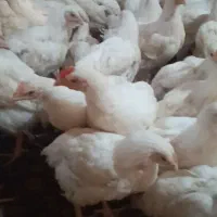 جوجه گوشتی در