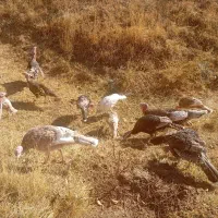 فروش بوقلمون|حیوانات مزرعه|امام, |دیوار