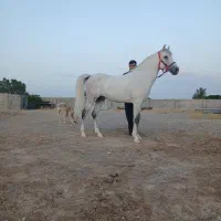 نریان پایه دره شوری نوه طوفان سالار تفت|اسب و تجهیزات اسبسواری|یزد, |دیوار