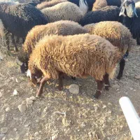 با سلام یک عدد بره قوچ افشاری