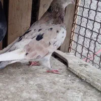 کفترسورور چاپی  آسمان خراش|پرنده|ری, علایین|دیوار